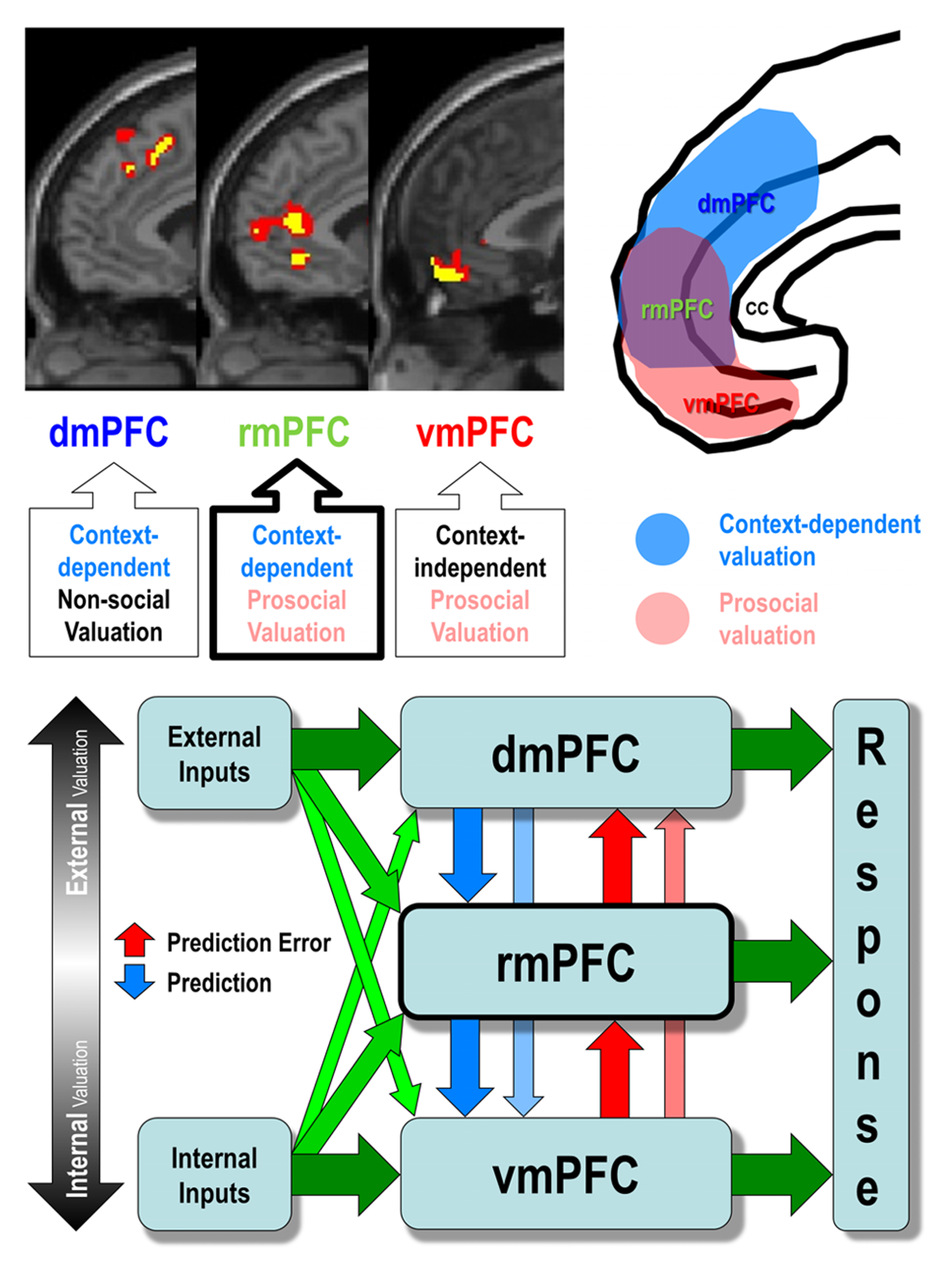 The hierarchical allostatic regulation model of mPFC function: dmPFC, rmPFC, and vmPFC as a hierarchy of context-dependent and context-independent valuation, with the thalamic reticular nucleus arbitrating between thalamo-cortical loops
